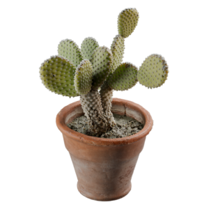 Cactus Pot 02