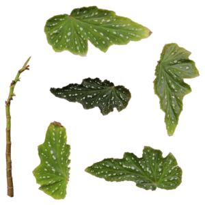 Begonia 01