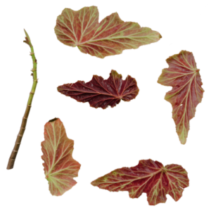 Begonia 02