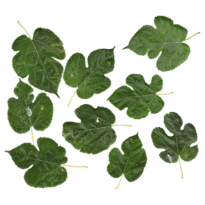 Broussonetia Papyrifera 01