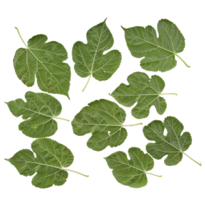 Broussonetia Papyrifera 02